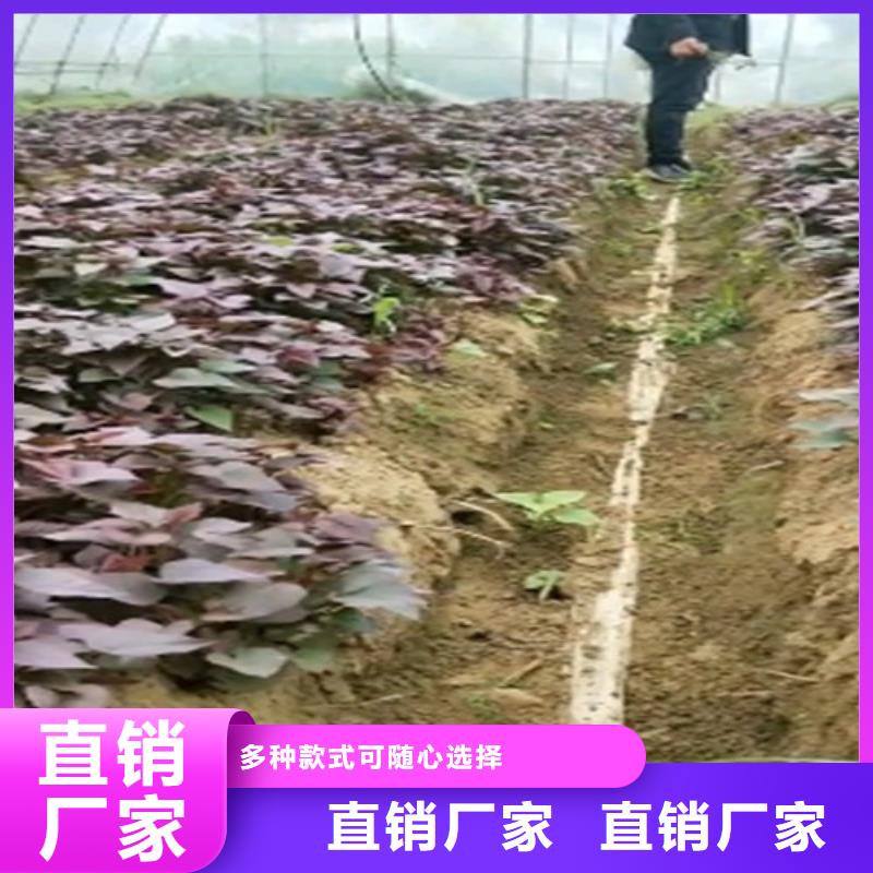 鲜食型紫薯苗厂家本地制造商