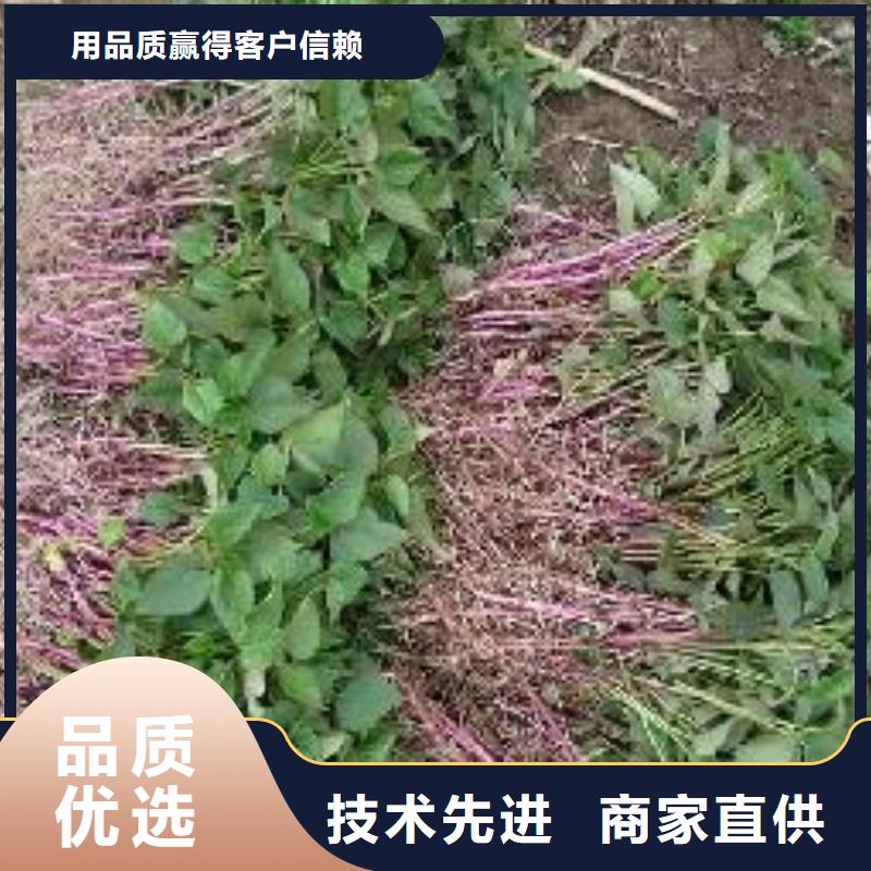 紫薯苗种植基地本地经销商