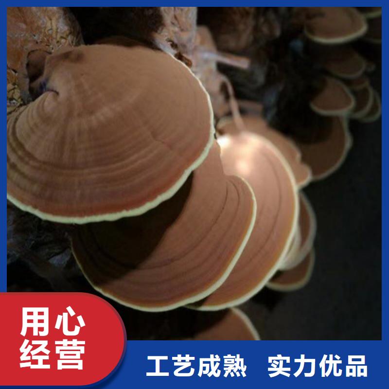 
灵芝孢子粉就选云海灵芝种植专业合作社免费安装