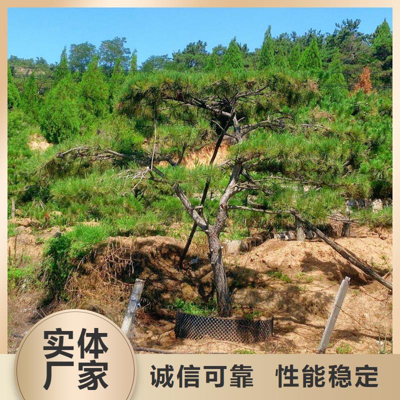 造型油松-专注造型油松十多年自营品质有保障