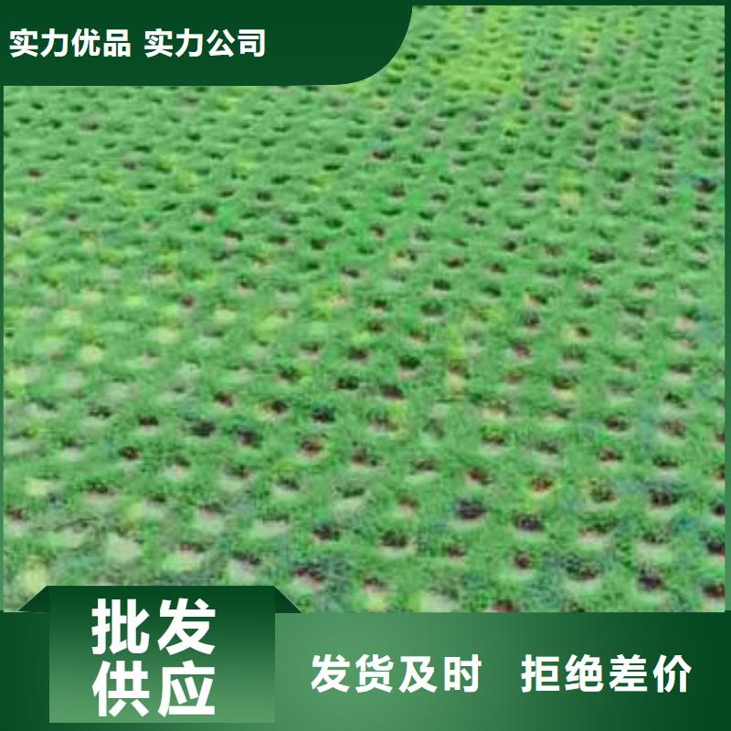 植草格塑料土工滤网质检严格放心品质实地大厂