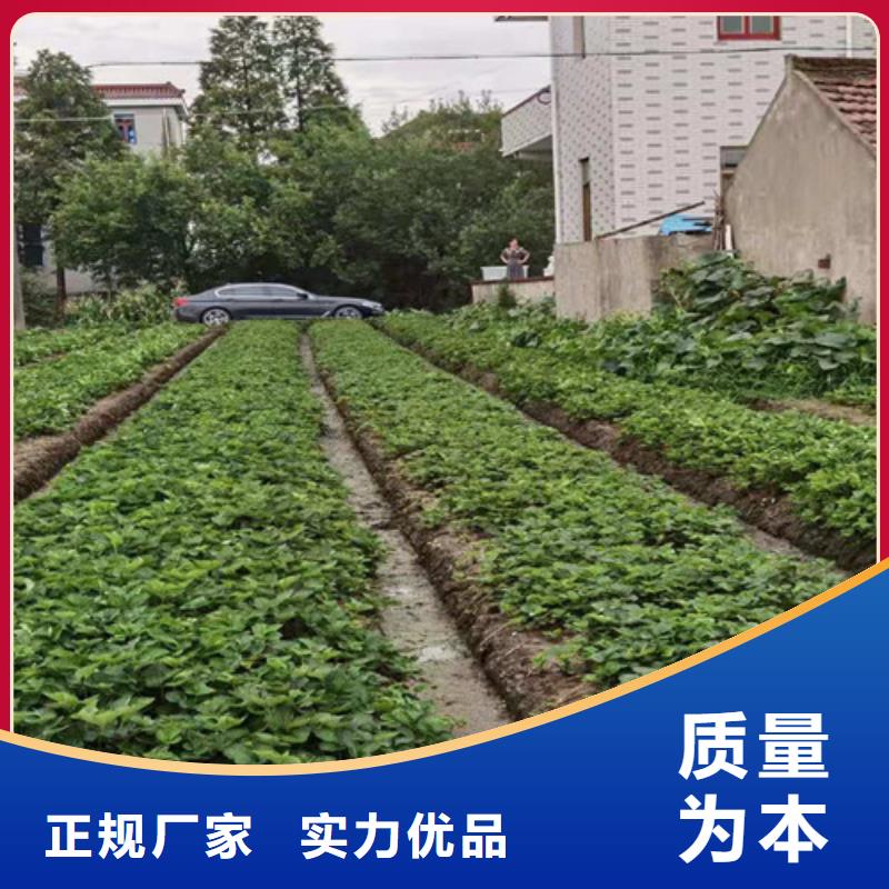 草莓苗-樱桃树苗实力公司当地制造商