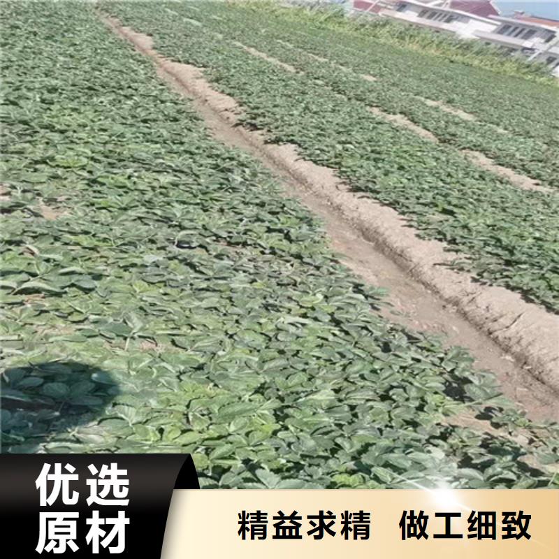 甜宝草莓苗附近供应商