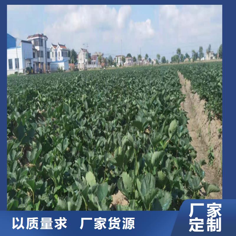 【草莓苗】蓝莓苗精工打造使用方法