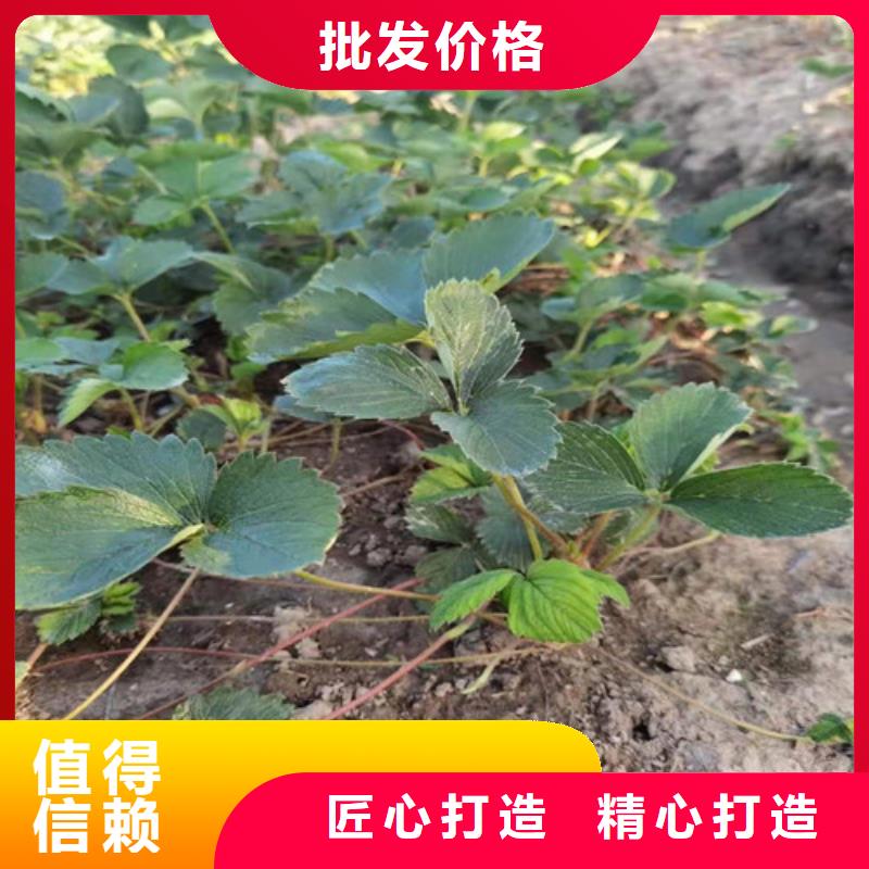 久香草莓苗源头直供