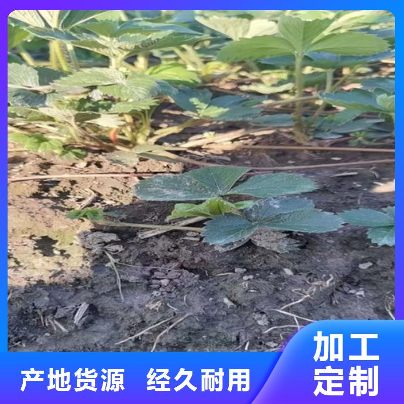 红颜草莓苗快速物流发货