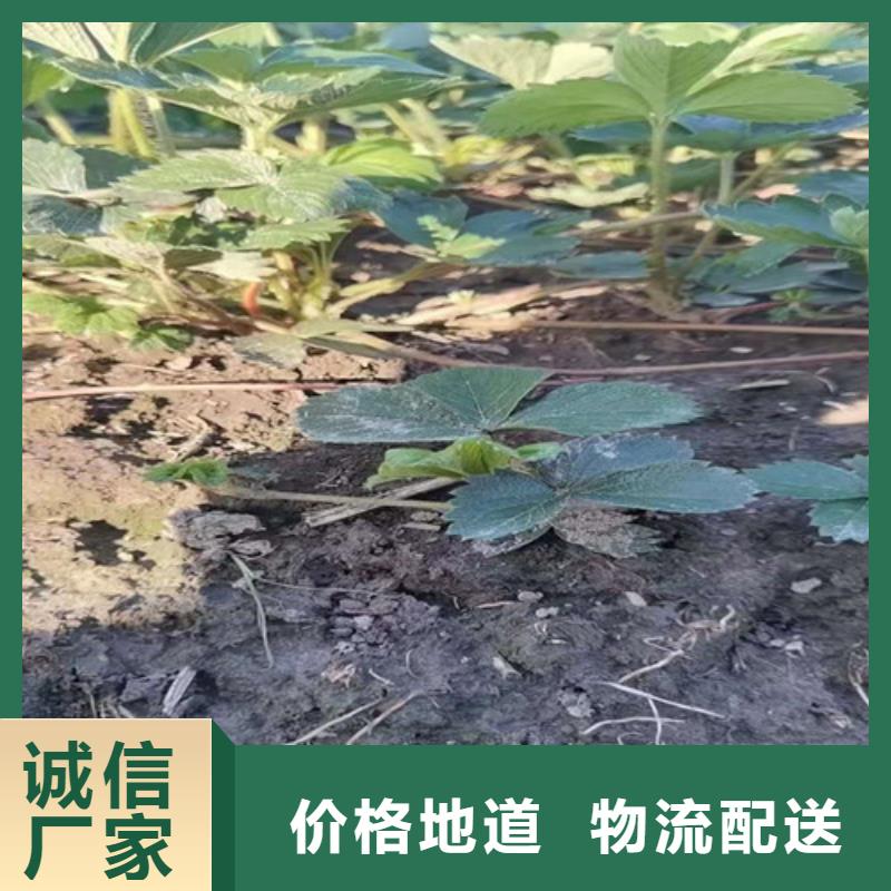 甜查理草莓苗种植方法及时间一件也发货