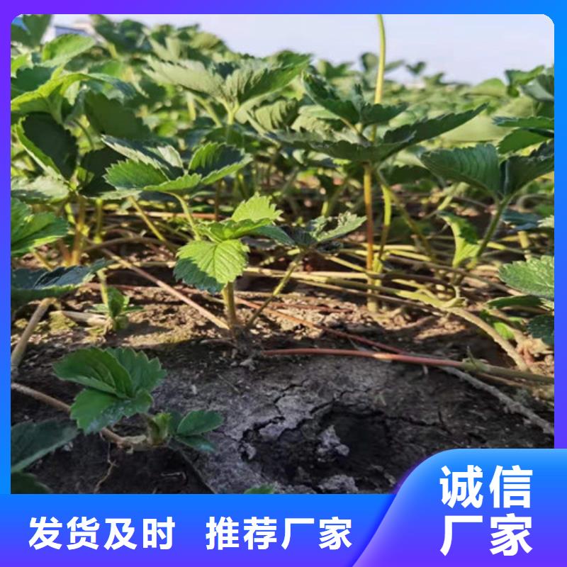 丰香草莓种苗用心服务