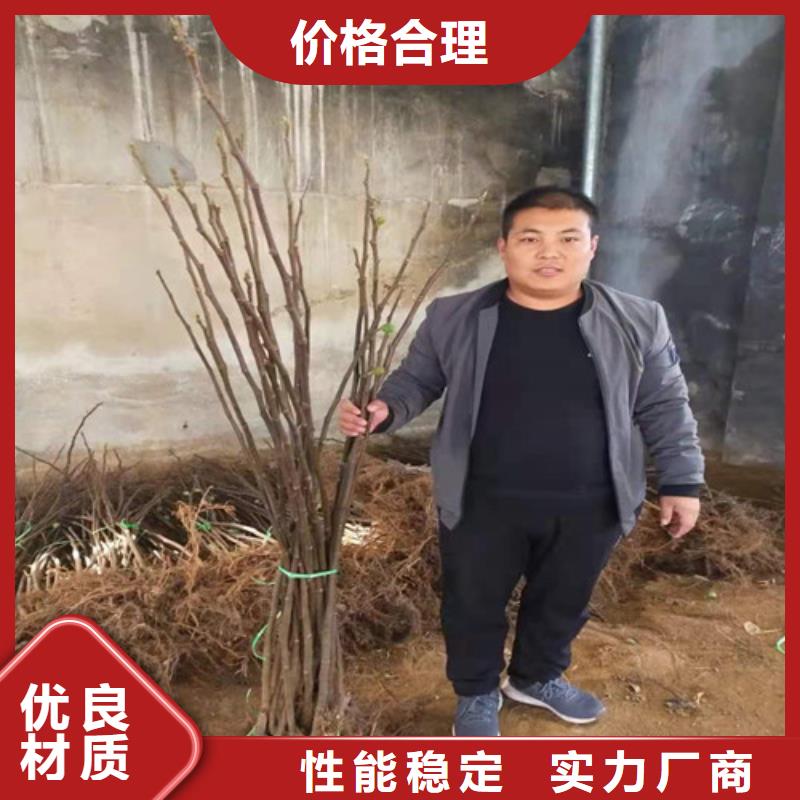 玛斯义陶芬无花果树苗批发发货迅速