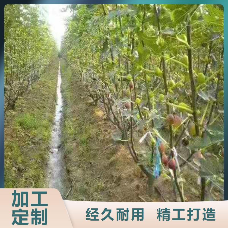 无花果玉露香梨苗货源直销库存充足