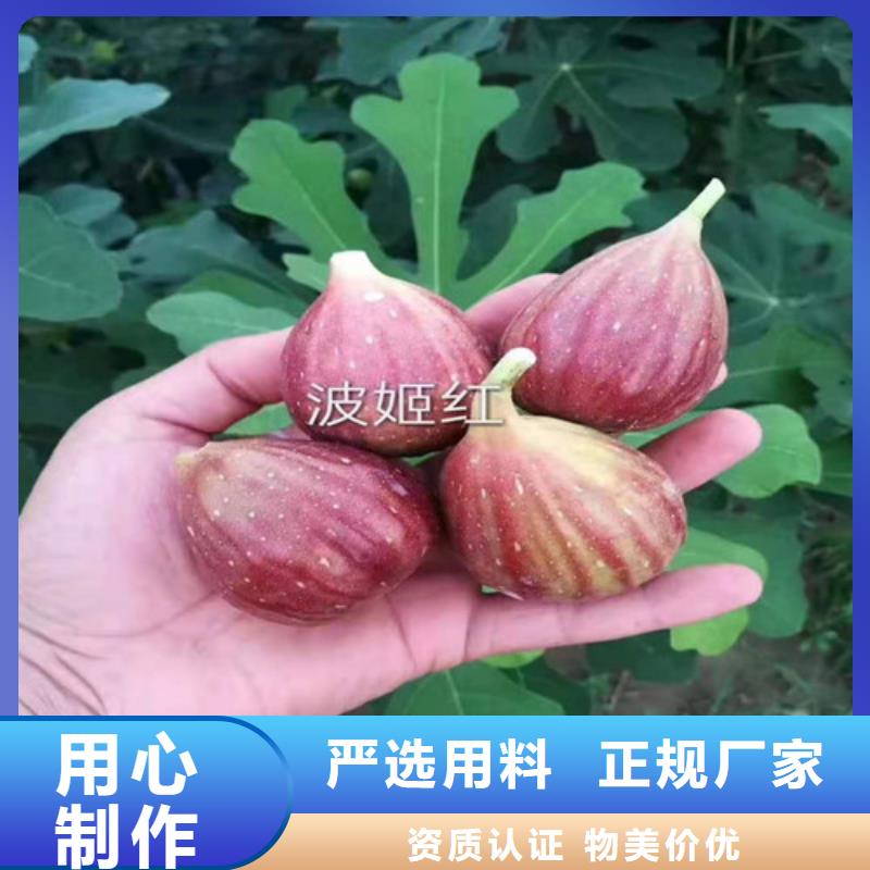 布兰瑞克无花果树苗严选用料