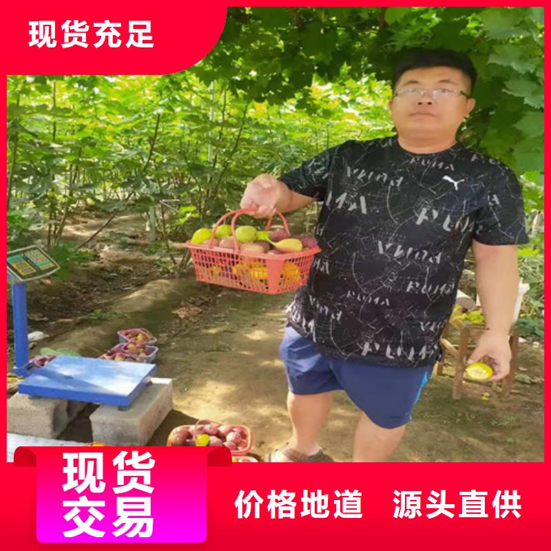 波姬红无花果苗一亩地利润制造厂家