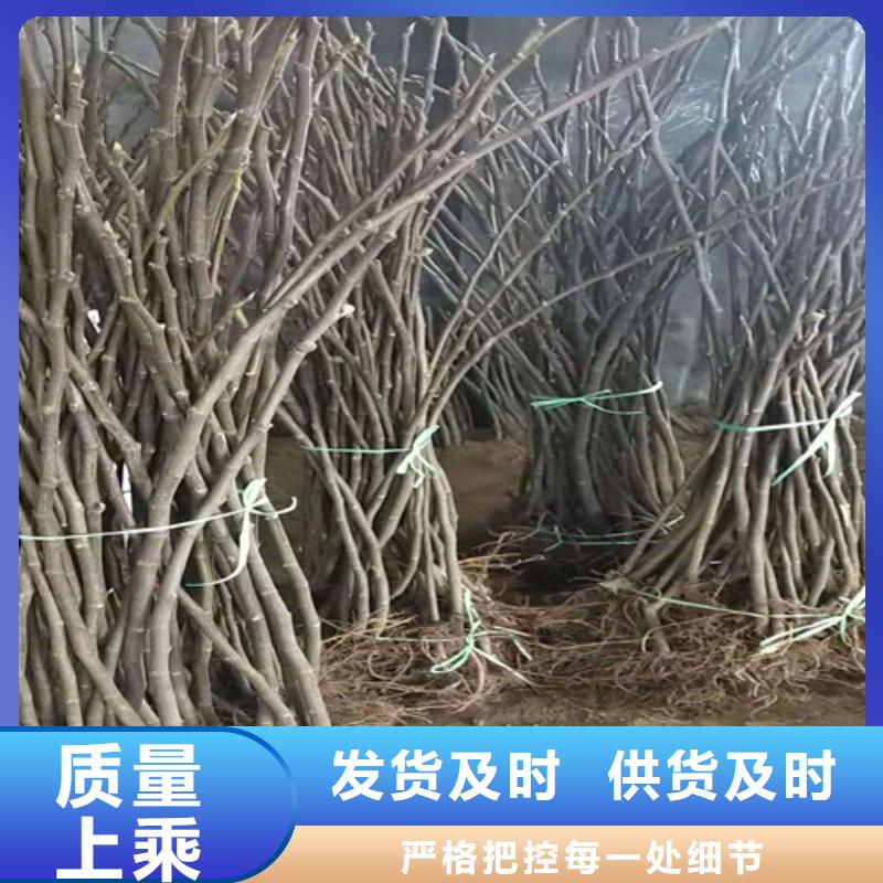 布兰瑞克无花果树苗哪里的便宜专业的生产厂家