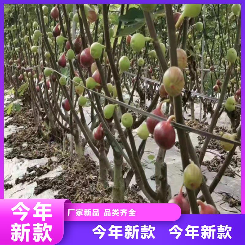 青皮无花果资讯客户满意度高