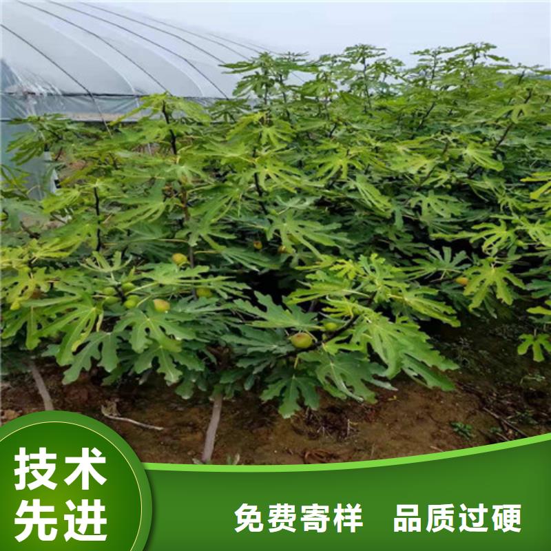 大青皮无花果苗选择大厂家省事省心