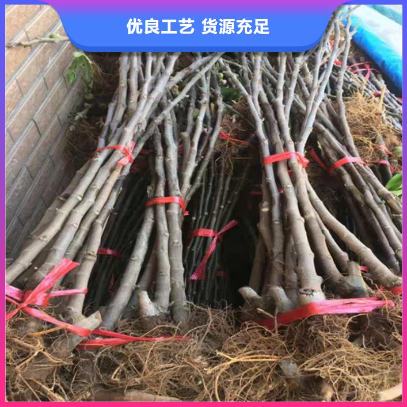 无花果草莓苗专业的生产厂家本地经销商