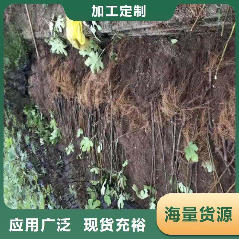 无花果_【甜茶苗】每个细节都严格把关厂家直接面向客户