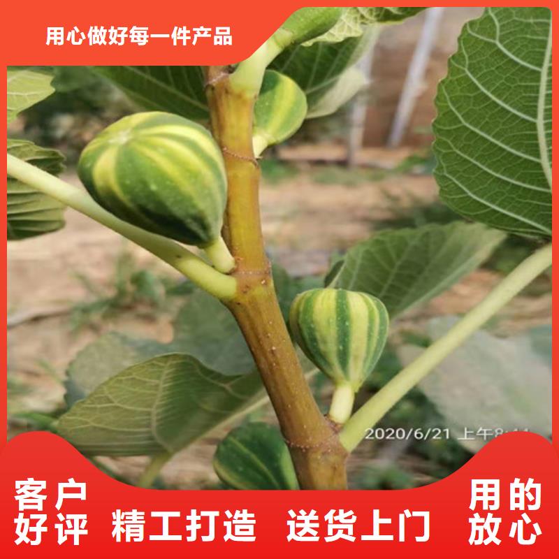 【无花果】苹果苗好品质用的放心生产加工