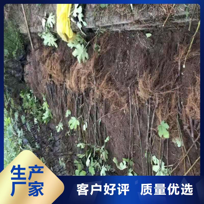 大青皮无花果苗附近经销商