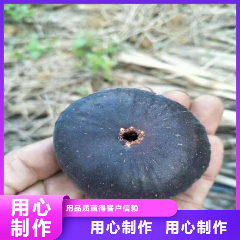 无花果葡萄苗产品优势特点当地生产厂家