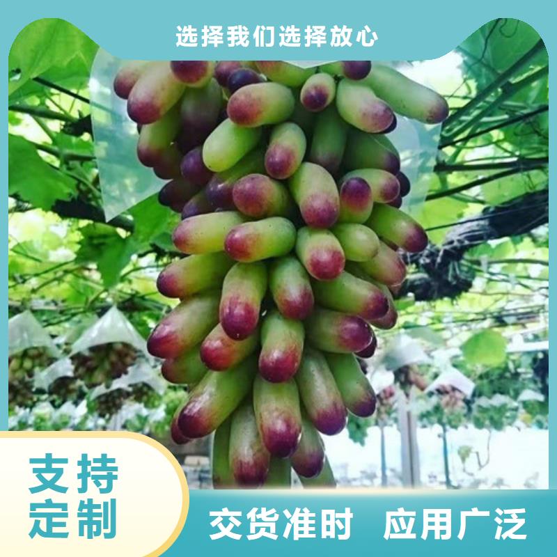 葡萄-1公分杏树苗质量无忧质量好