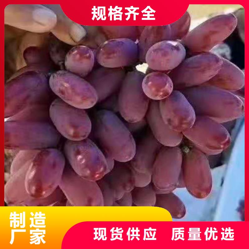 火焰无核葡萄苗来图定制量大从优