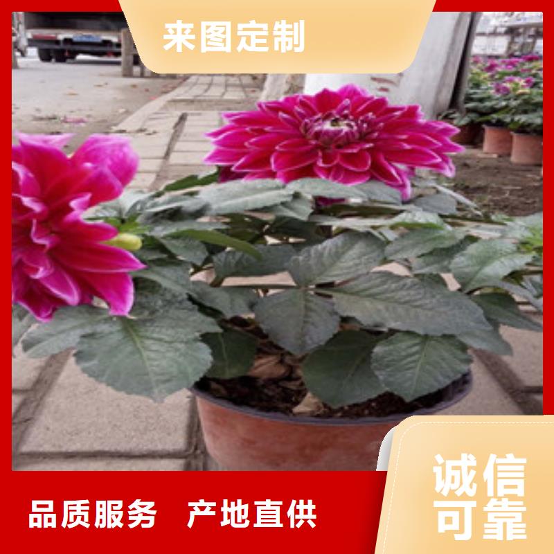 【时令草花】水生植物/荷花睡莲销售的是诚信好品质选我们