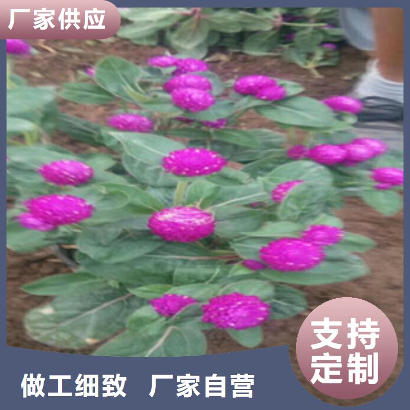 时令草花-【宿根花卉基地】一个起售优选原材