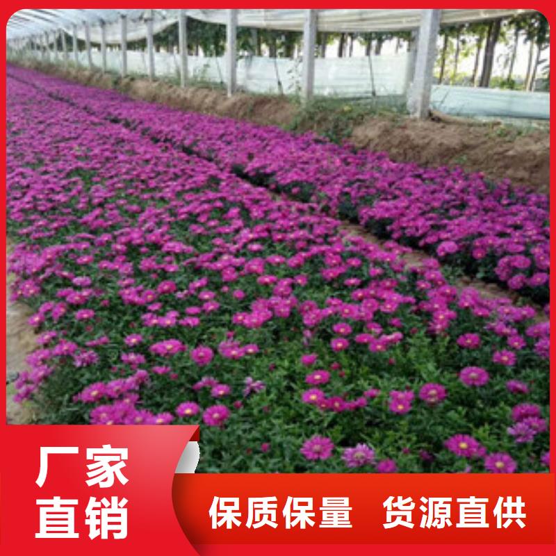 时令草花宿根花卉基地厂家精选源头厂家量大价优