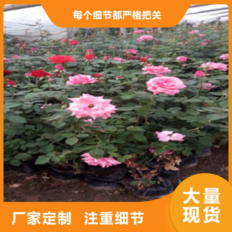 时令草花【鲁冰花/粉黛乱子草】海量货源种类齐全