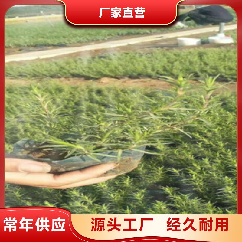 时令草花,柳叶马鞭草/薰衣草质量不佳尽管来找我<本地>供应商