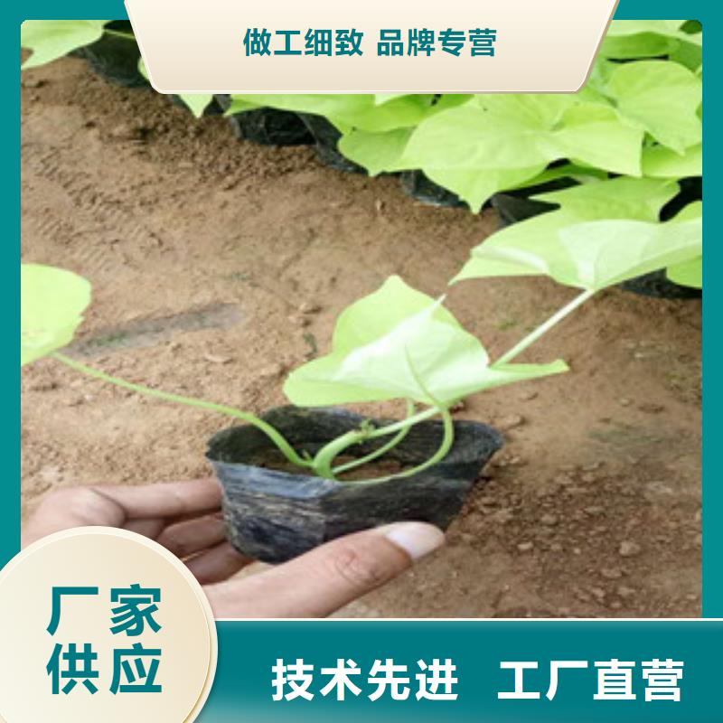 【时令草花】鲁冰花/粉黛乱子草工程施工案例品质保证实力见证