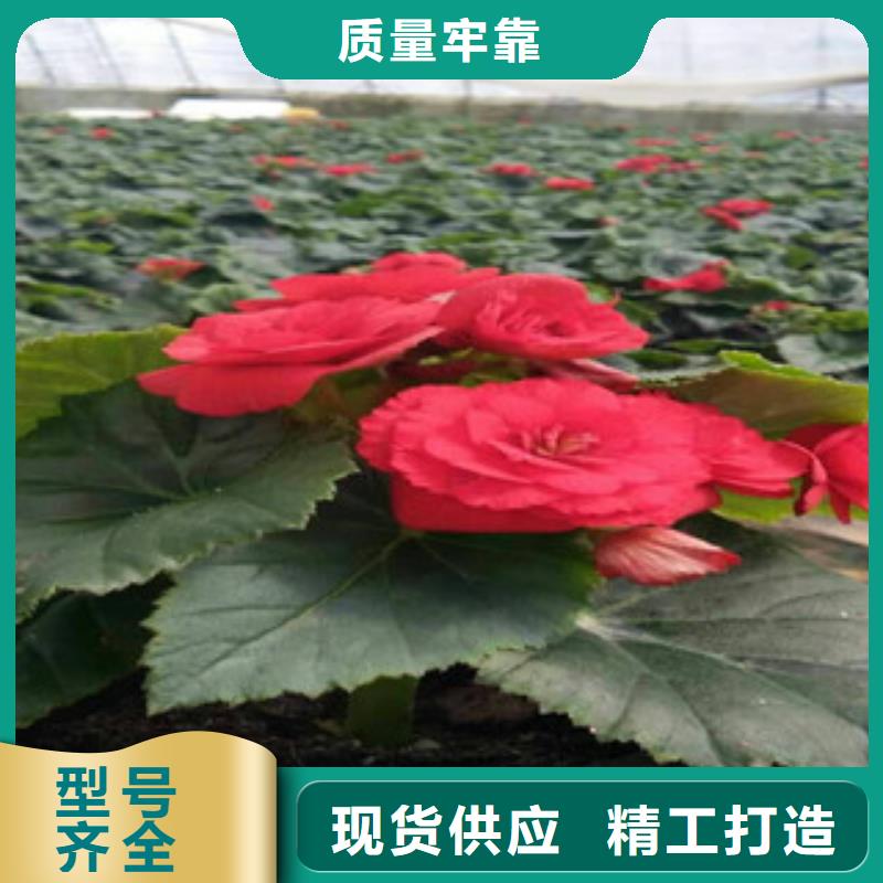 【时令草花-鲁冰花/粉黛乱子草款式新颖】同城制造商