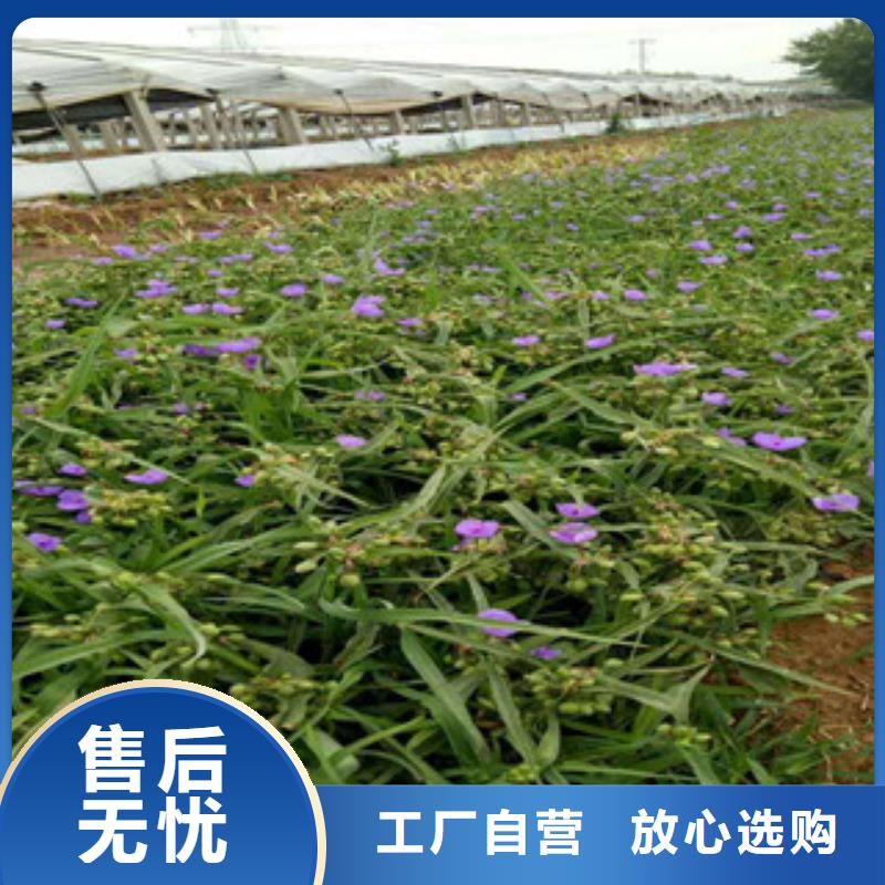 【时令草花】-耐寒耐旱草花基地现货供应附近服务商