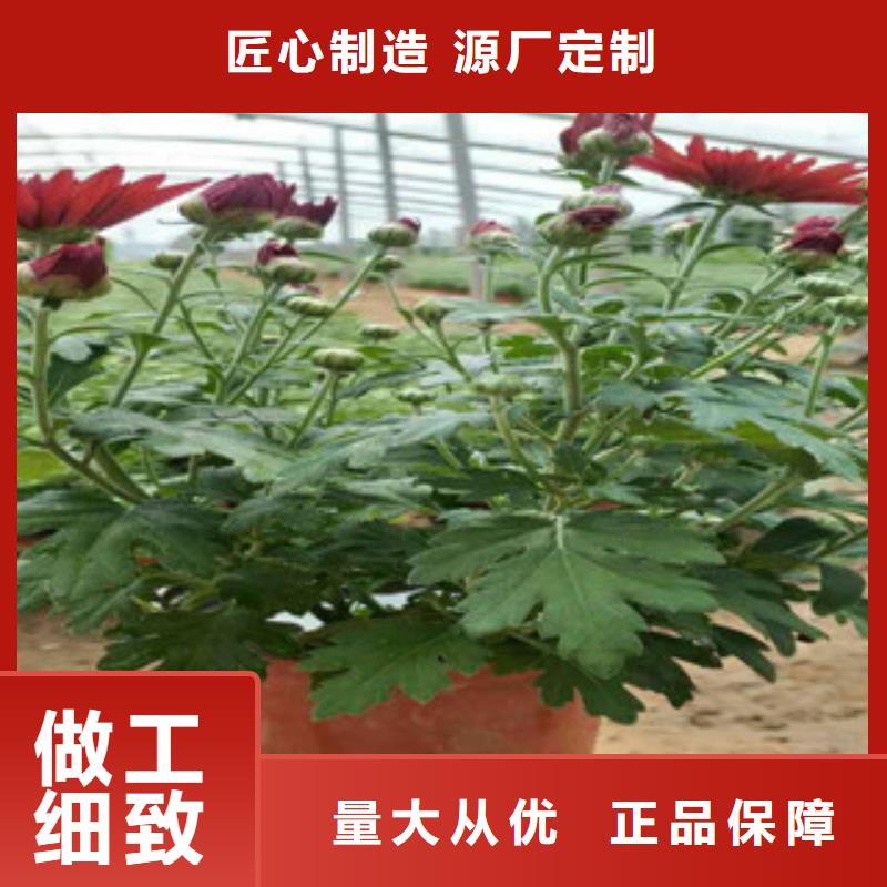 【时令草花耐寒耐旱草花基地本地厂家值得信赖】同城品牌