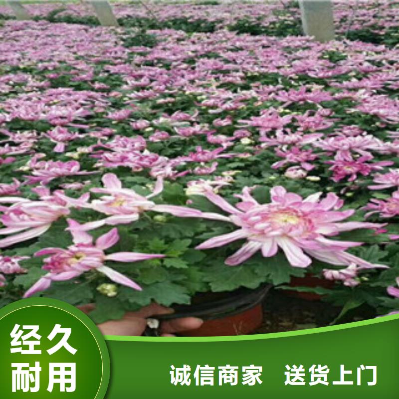 时令草花耐寒耐旱草花基地品质过硬供应采购