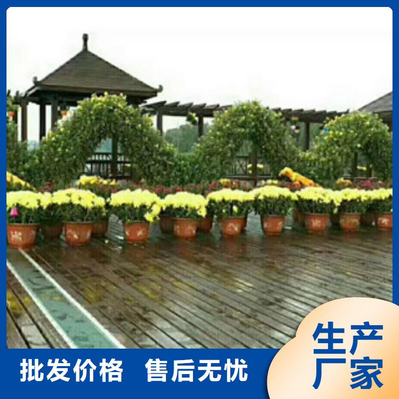 时令草花【花海景观工程】好产品不怕比放心选购