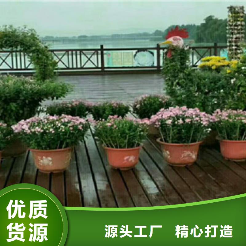 时令草花耐寒耐旱草花基地厂家货源厂家