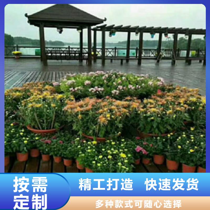 【时令草花时令花卉/绿化草花价格有口皆碑】<当地>生产厂家