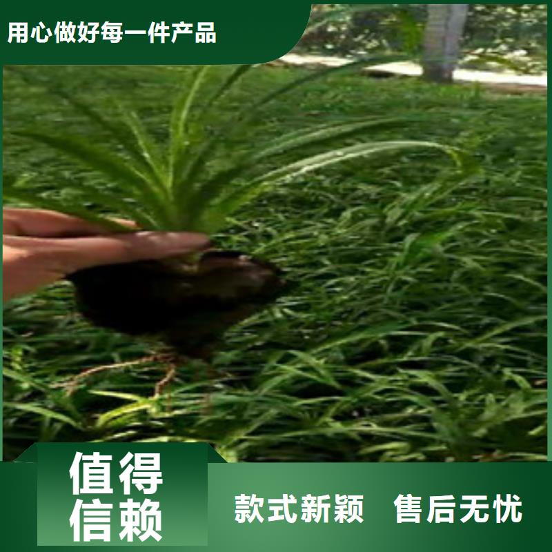 【时令草花】五一国庆草花批发可定制精致工艺