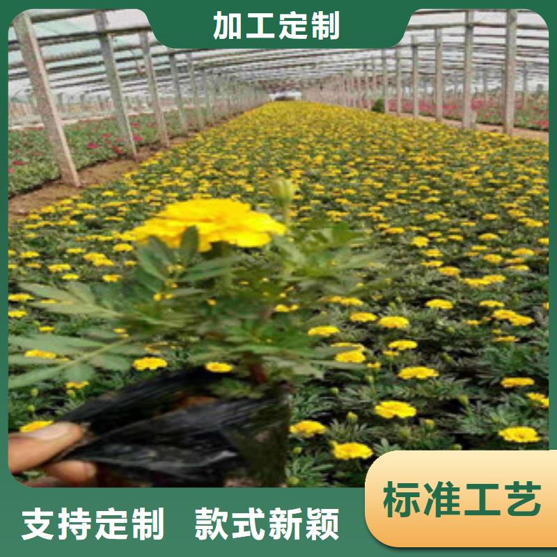 【宿根花卉】鲁冰花/粉黛乱子草可定制有保障{当地}生产商