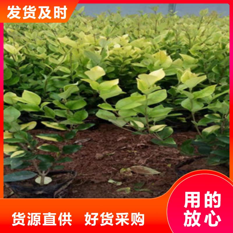 宿根花卉【水生植物/荷花睡莲】来图加工定制[当地]厂家