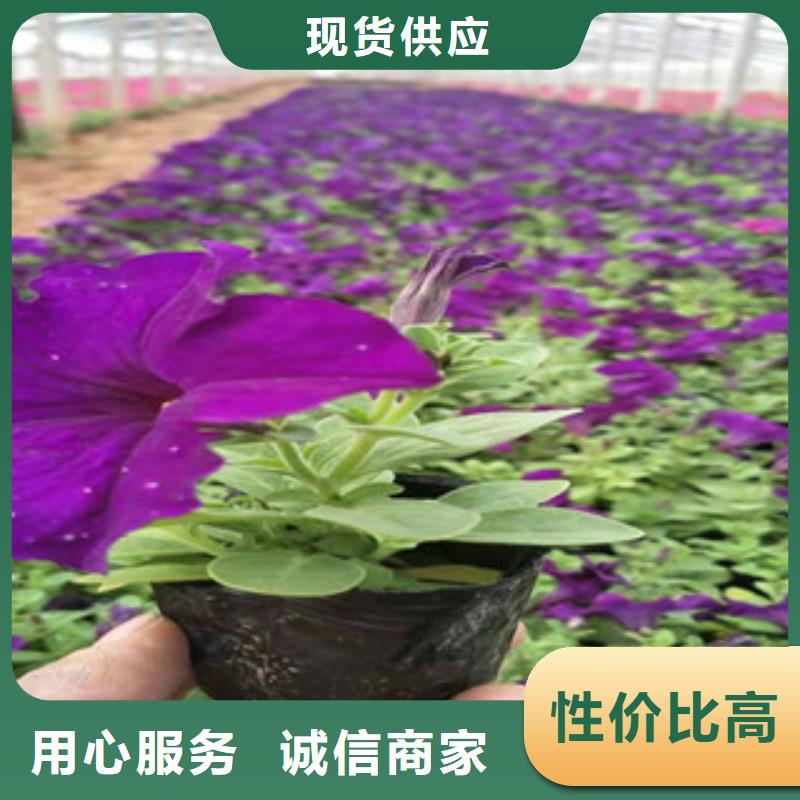 宿根花卉_观赏草/蒲苇狼尾草定制批发同城生产商