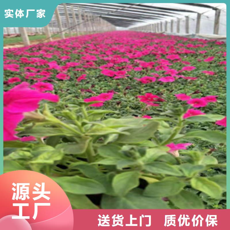 【宿根花卉花海景观工程精工打造】拒绝中间商