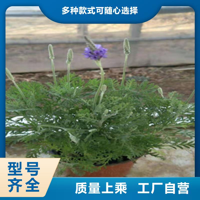 宿根花卉鲁冰花/粉黛乱子草用心做好每一件产品购买的是放心