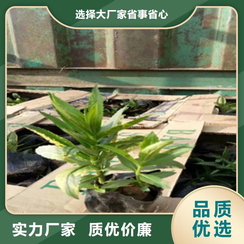 宿根花卉水生植物/荷花睡莲细节展示当地厂家