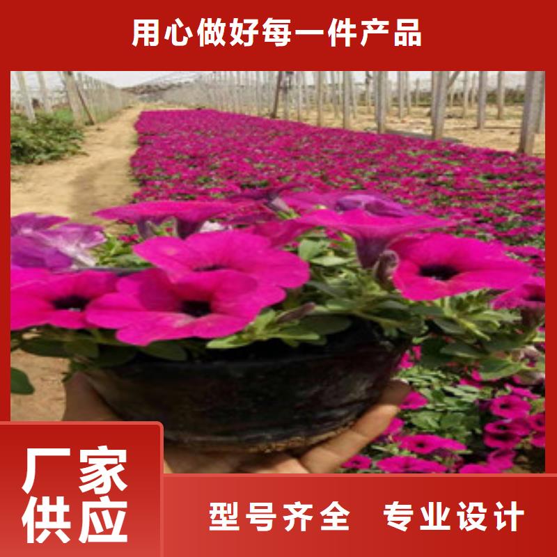 宿根花卉-时令花卉/绿化草花价格快速报价优质货源