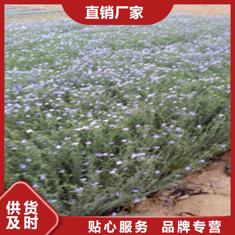 【宿根花卉】-花海景观工程每个细节都严格把关直销厂家