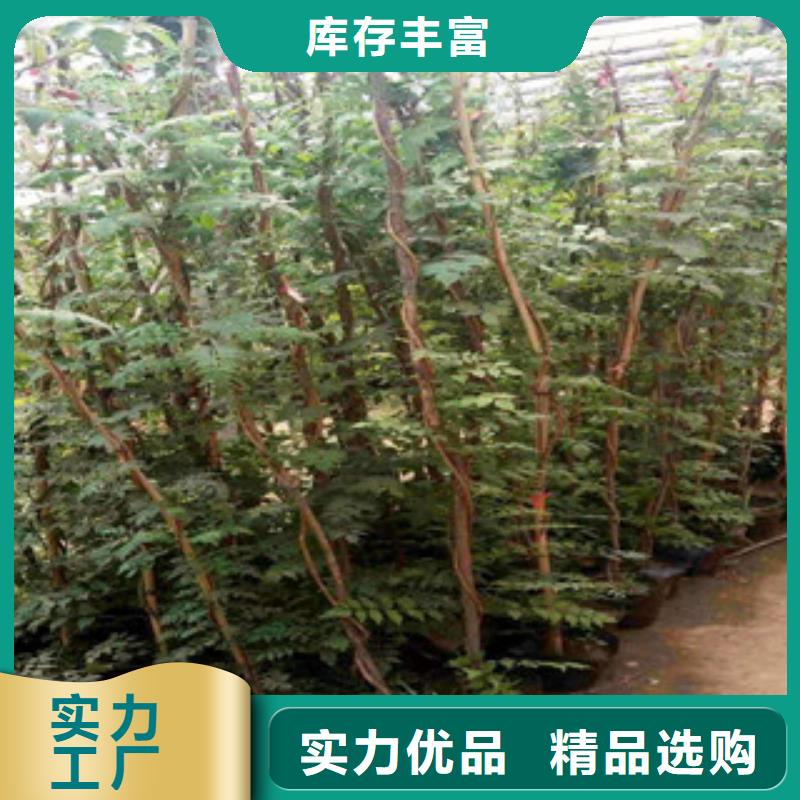 宿根花卉,花海景观工程专业完善售后厂家定制