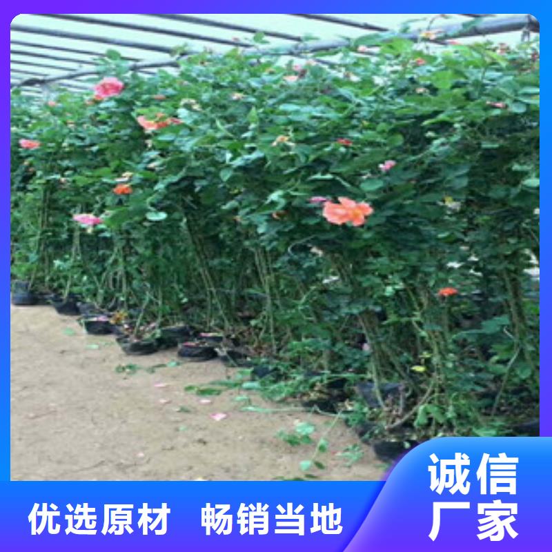 花海景观,鲁冰花/粉黛乱子草品质保障价格合理当地公司